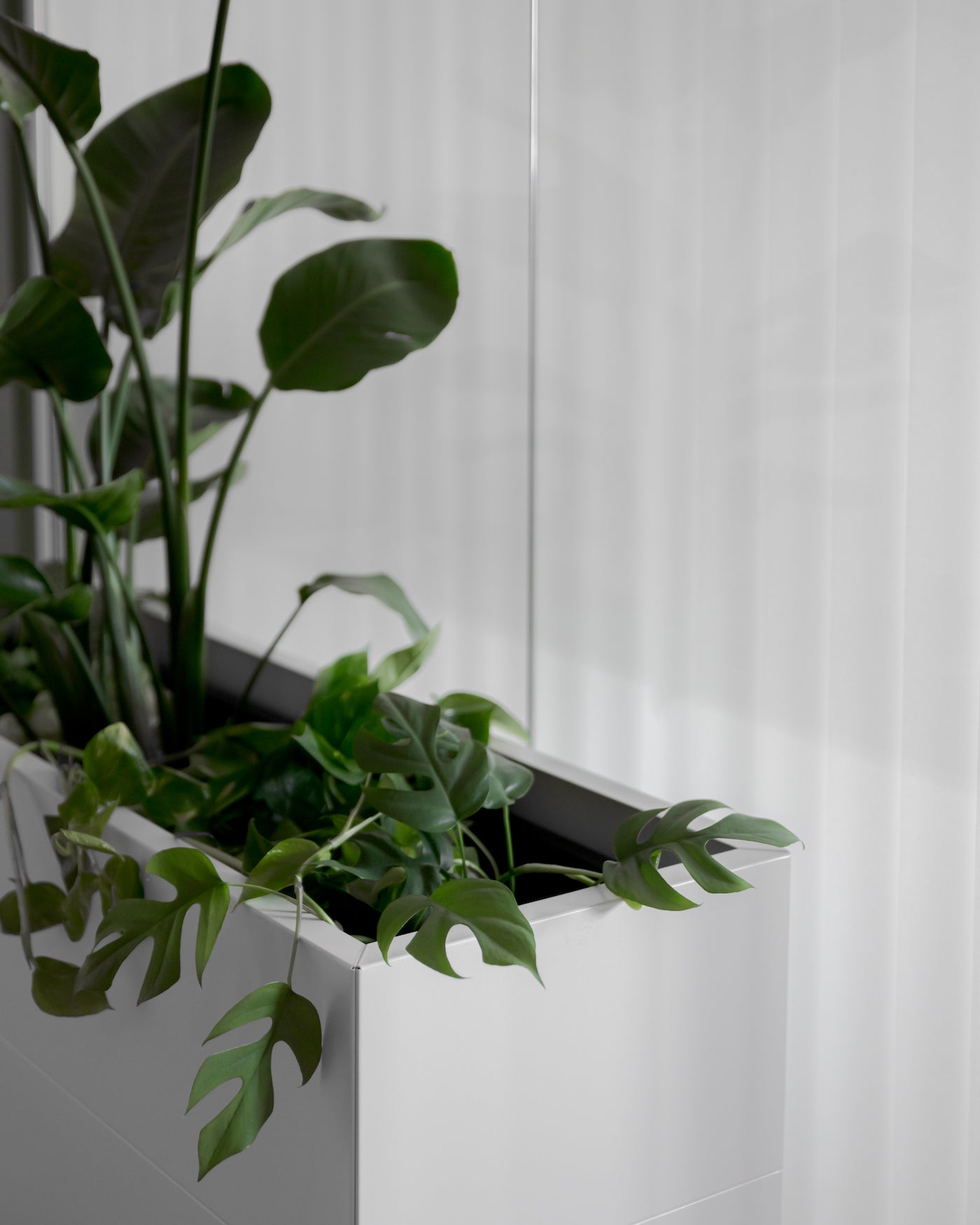 Monstera trives godt i plantekasser fra BEDD på kontoret
