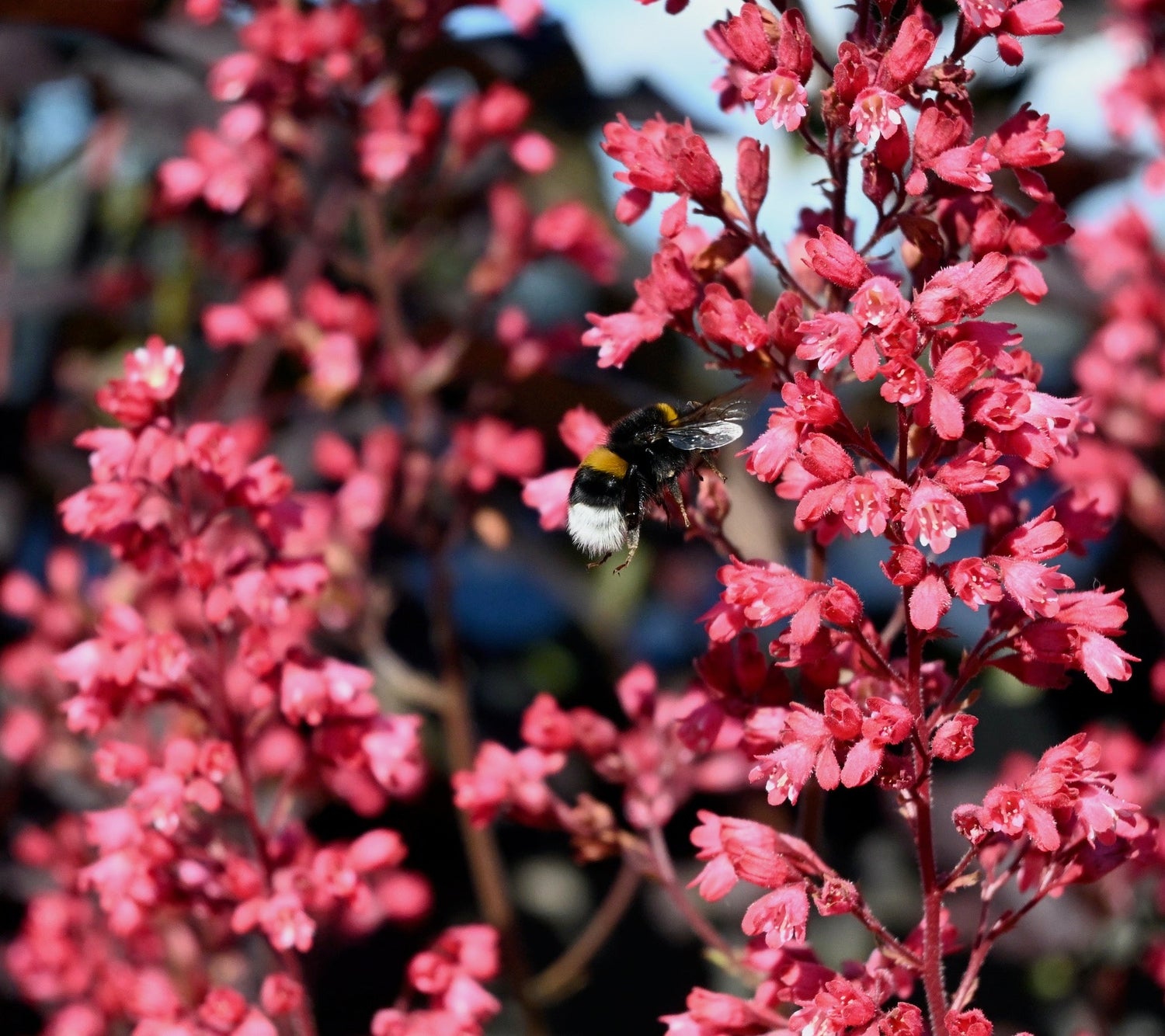 Humla trives i blomsterkassene fra BEDD