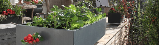 Sneglefri plantekasse med jordbær og salat - BEDD