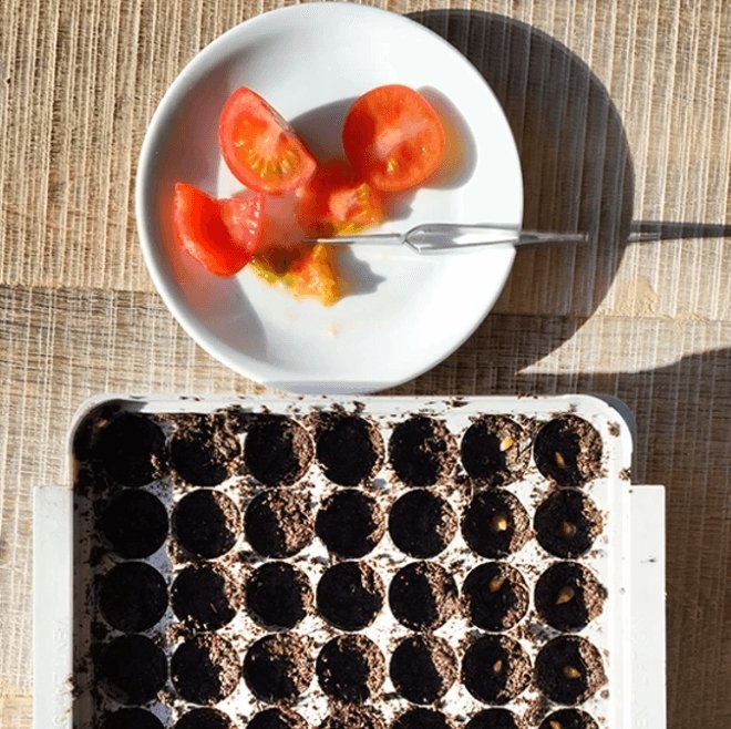 Tomatblogg del 2 - Pottetrening - BEDD