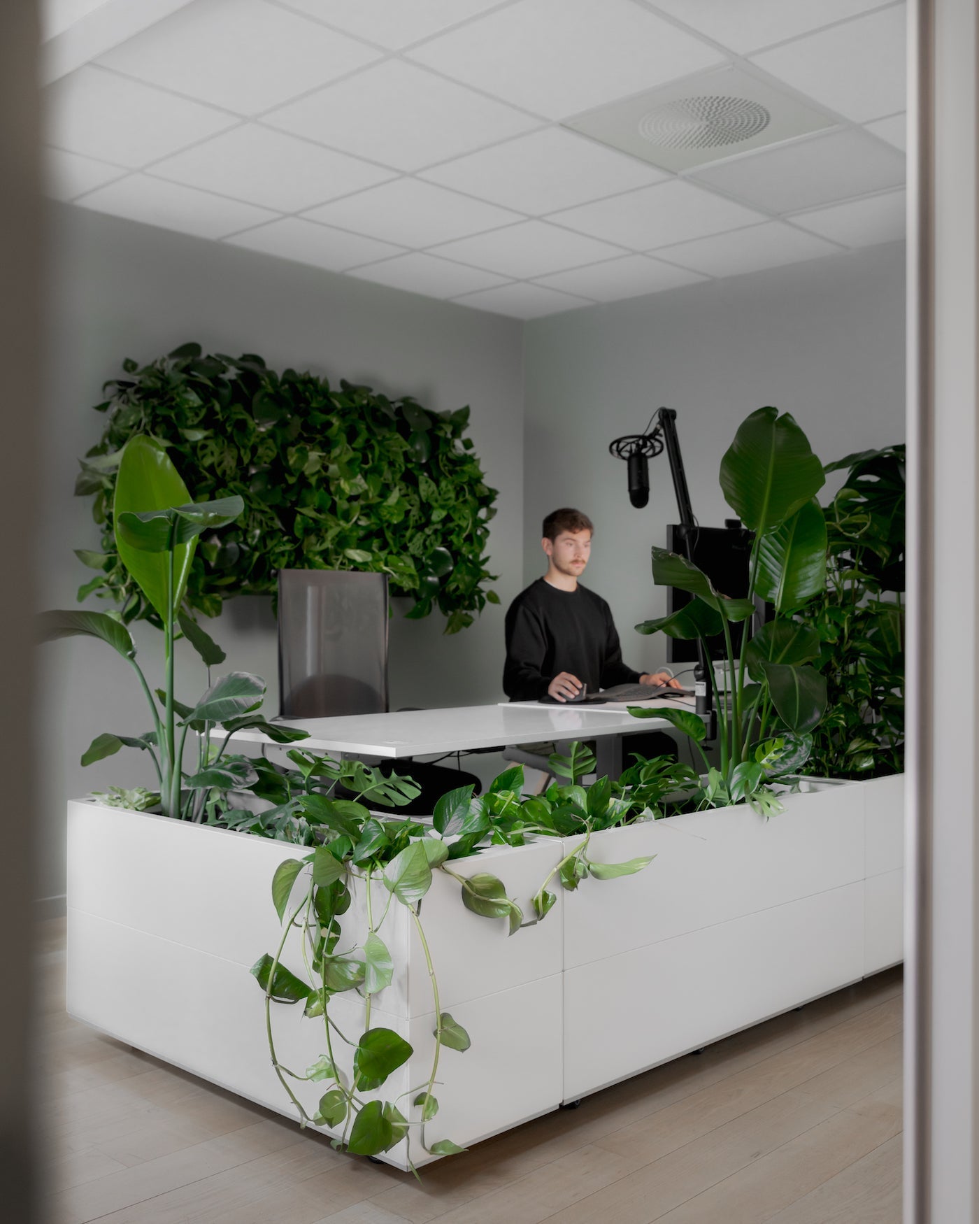 BEDD i grønt kontor med plantevegg fra Ambius